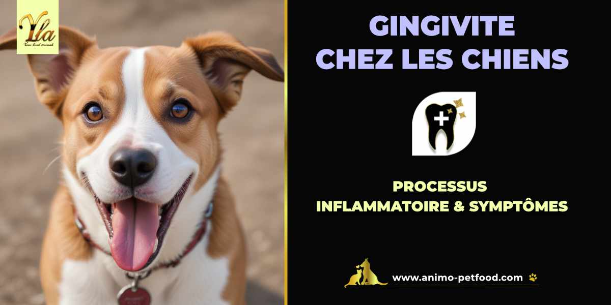 Processus inflammatoire et symptômes de la gingivite chez les chiens
